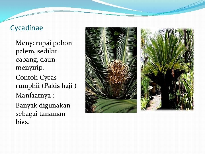 Cycadinae Menyerupai pohon palem, sedikit cabang, daun menyirip. Contoh Cycas rumphii (Pakis haji )