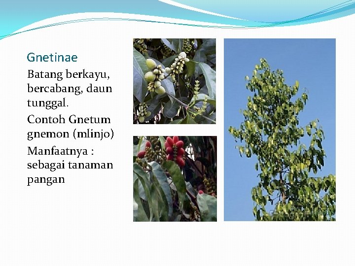 Gnetinae Batang berkayu, bercabang, daun tunggal. Contoh Gnetum gnemon (mlinjo) Manfaatnya : sebagai tanaman