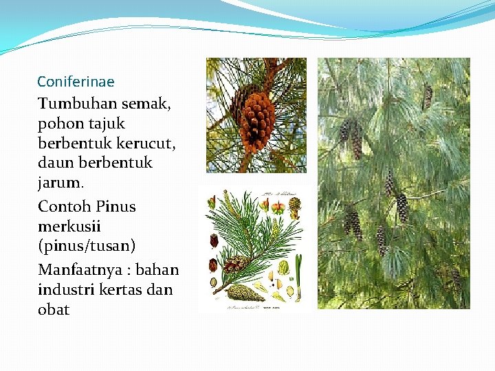 Coniferinae Tumbuhan semak, pohon tajuk berbentuk kerucut, daun berbentuk jarum. Contoh Pinus merkusii (pinus/tusan)