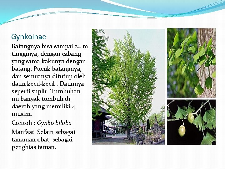 Gynkoinae Batangnya bisa sampai 24 m tingginya, dengan cabang yang sama kakunya dengan batang.