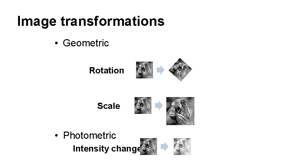 Image transformations • Geometric Rotation Scale • Photometric Intensity change 