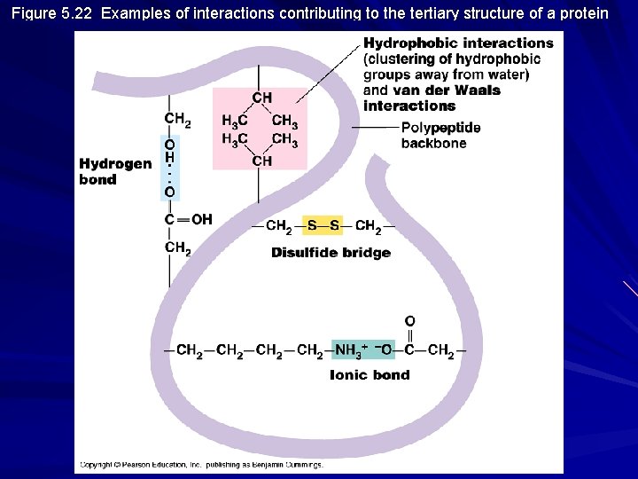 Figure 5. 22 Examples of interactions contributing to the tertiary structure of a protein Figure 5. 22 Examples of interactions contributing to the tertiary structure of a protein