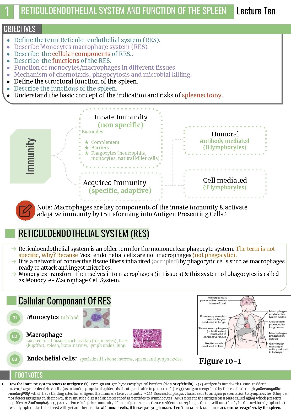 1 RETICULOENDOTHELIAL SYSTEM AND FUNCTION OF THE SPLEEN Lecture Ten OBJECTIVES ● ● ●
