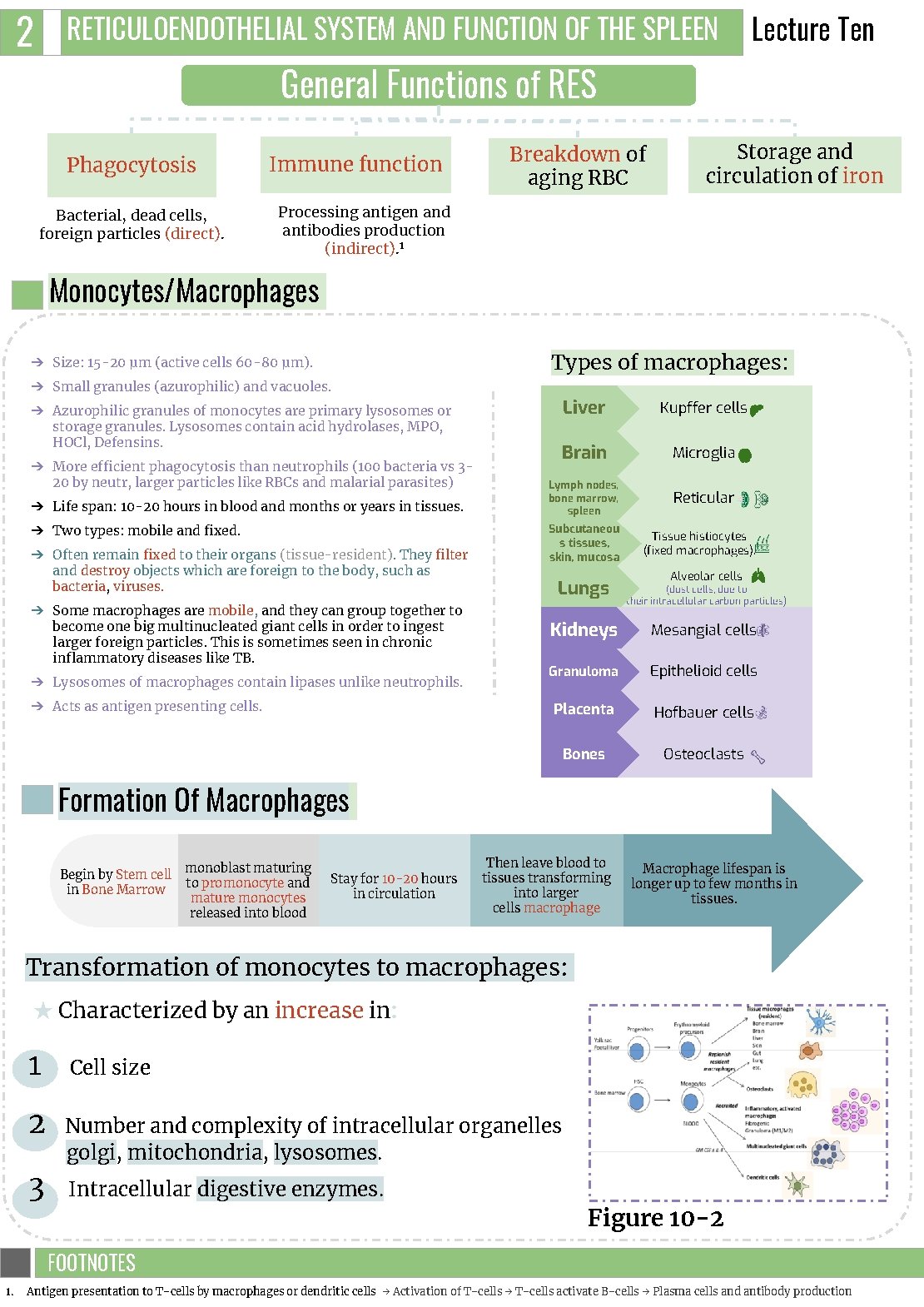 2 RETICULOENDOTHELIAL SYSTEM AND FUNCTION OF THE SPLEEN General Functions of RES Phagocytosis Bacterial,