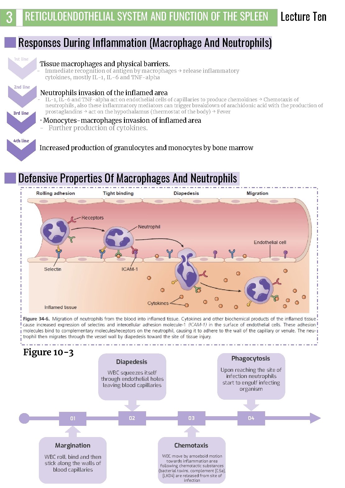 3 RETICULOENDOTHELIAL SYSTEM AND FUNCTION OF THE SPLEEN Lecture Ten Responses During Inflammation (Macrophage