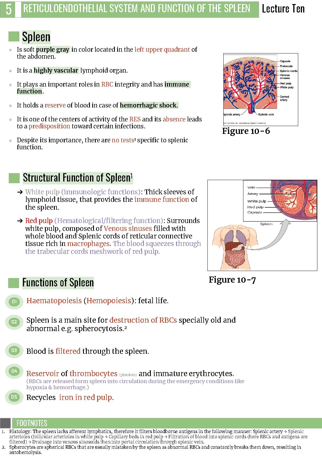 5 RETICULOENDOTHELIAL SYSTEM AND FUNCTION OF THE SPLEEN Lecture Ten Spleen ● Is soft