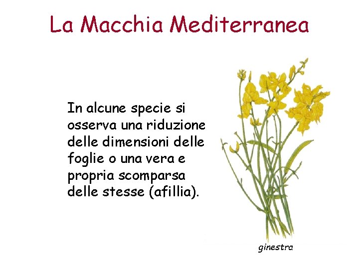 La Macchia Mediterranea In alcune specie si osserva una riduzione delle dimensioni delle foglie