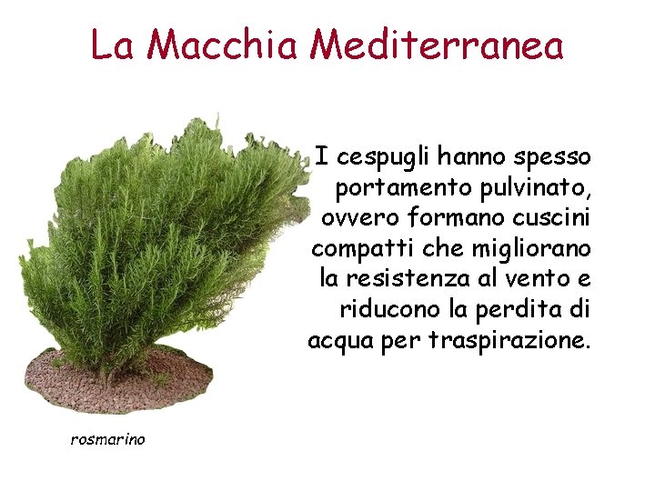 La Macchia Mediterranea I cespugli hanno spesso portamento pulvinato, ovvero formano cuscini compatti che