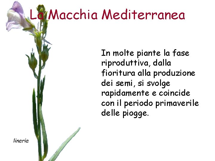 La Macchia Mediterranea In molte piante la fase riproduttiva, dalla fioritura alla produzione dei