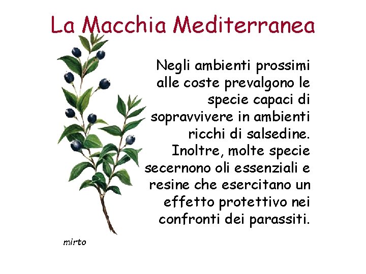 La Macchia Mediterranea Negli ambienti prossimi alle coste prevalgono le specie capaci di sopravvivere