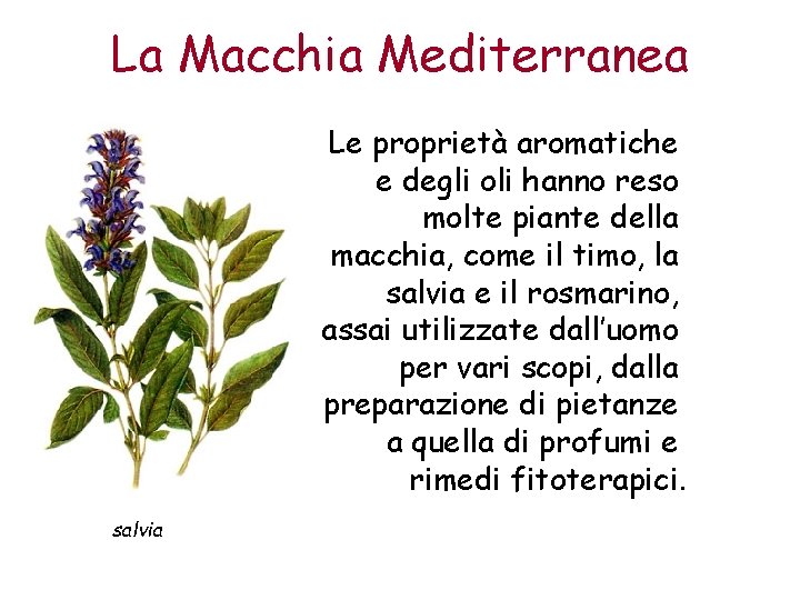 La Macchia Mediterranea Le proprietà aromatiche e degli oli hanno reso molte piante della