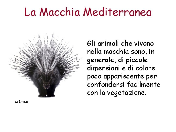 La Macchia Mediterranea Gli animali che vivono nella macchia sono, in generale, di piccole