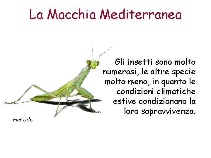La Macchia Mediterranea mantide Gli insetti sono molto numerosi, le altre specie molto meno,