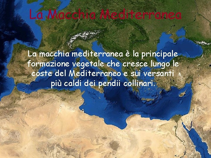 La Macchia Mediterranea La macchia mediterranea è la principale formazione vegetale che cresce lungo
