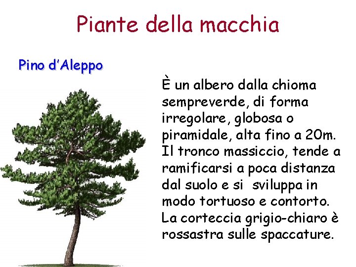 Piante della macchia Pino d’Aleppo È un albero dalla chioma sempreverde, di forma irregolare,