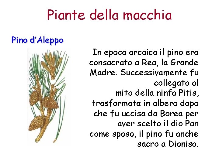 Piante della macchia Pino d’Aleppo In epoca arcaica il pino era consacrato a Rea,