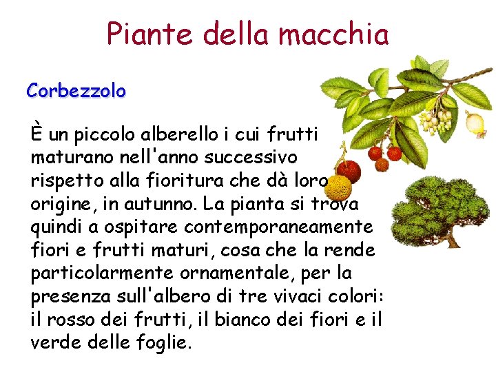 Piante della macchia Corbezzolo È un piccolo alberello i cui frutti maturano nell'anno successivo