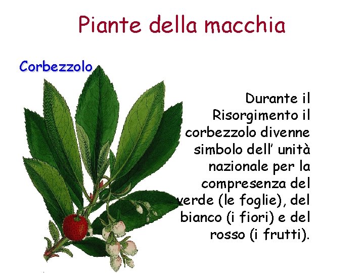 Piante della macchia Corbezzolo Durante il Risorgimento il corbezzolo divenne simbolo dell’ unità nazionale