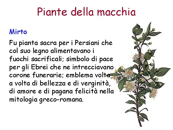 Piante della macchia Mirto Fu pianta sacra per i Persiani che col suo legno