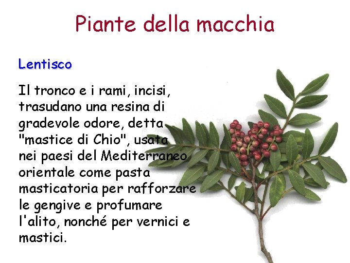 Piante della macchia Lentisco Il tronco e i rami, incisi, trasudano una resina di