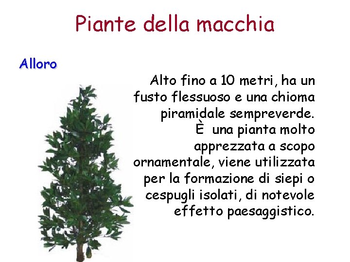 Piante della macchia Alloro Alto fino a 10 metri, ha un fusto flessuoso e