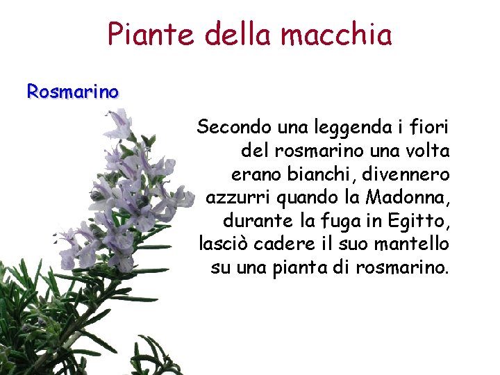 Piante della macchia Rosmarino Secondo una leggenda i fiori del rosmarino una volta erano