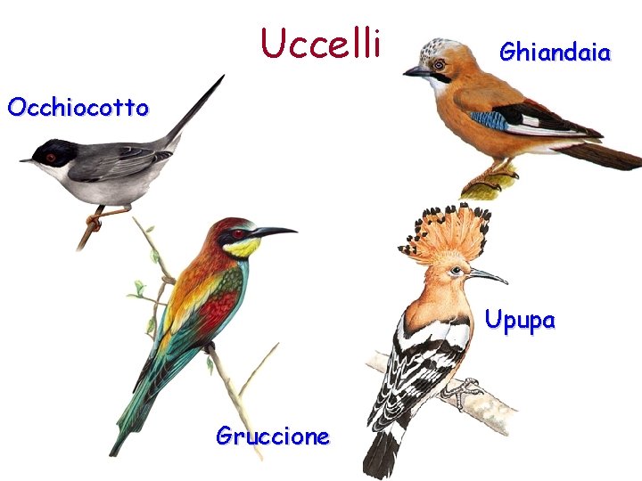 Uccelli Ghiandaia Occhiocotto Upupa Gruccione 