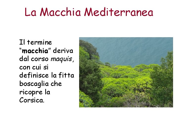 La Macchia Mediterranea Il termine “macchia” deriva dal corso maquis, con cui si definisce