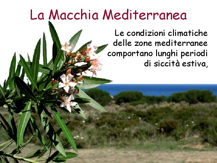 La Macchia Mediterranea Le condizioni climatiche delle zone mediterranee comportano lunghi periodi di siccità