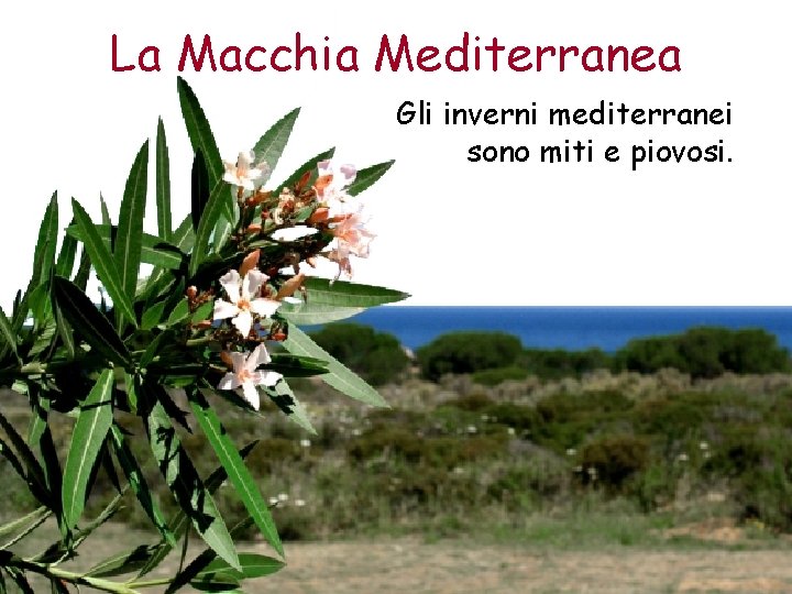 La Macchia Mediterranea Gli inverni mediterranei sono miti e piovosi. 