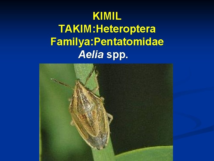 KIMIL TAKIM: Heteroptera Familya: Pentatomidae Aelia spp. 