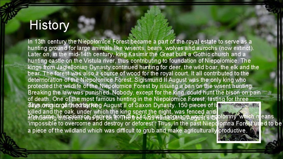 History In 13 th century the Niepołomice Forest became a part of the royal