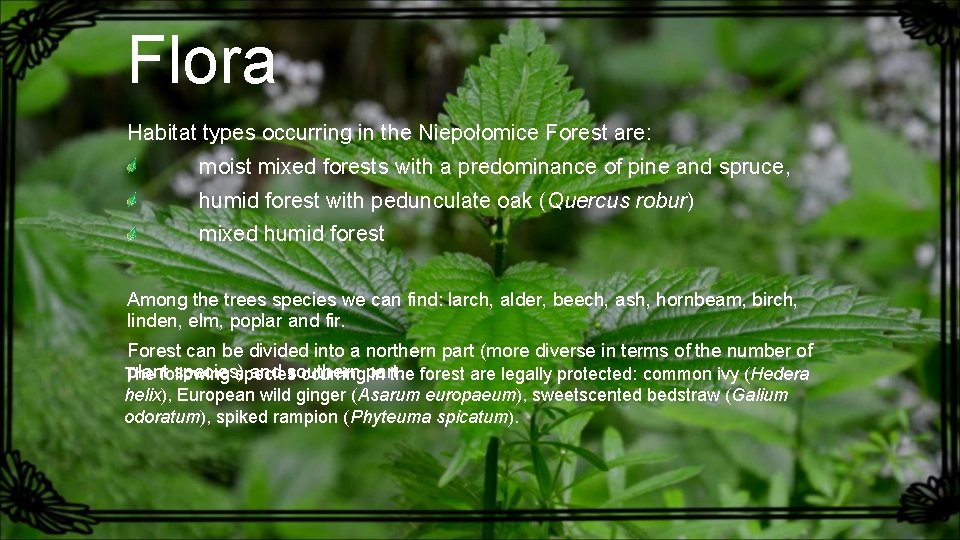 Flora Habitat types occurring in the Niepołomice Forest are: moist mixed forests with a