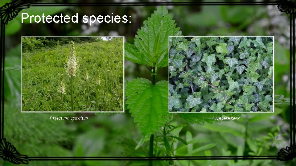 Protected species: Phyteuma spicatum Hedera helix 