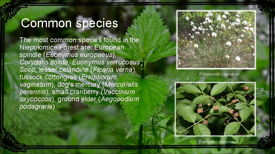 Common species The most common species found in the Niepołomice Forest are: European spindle