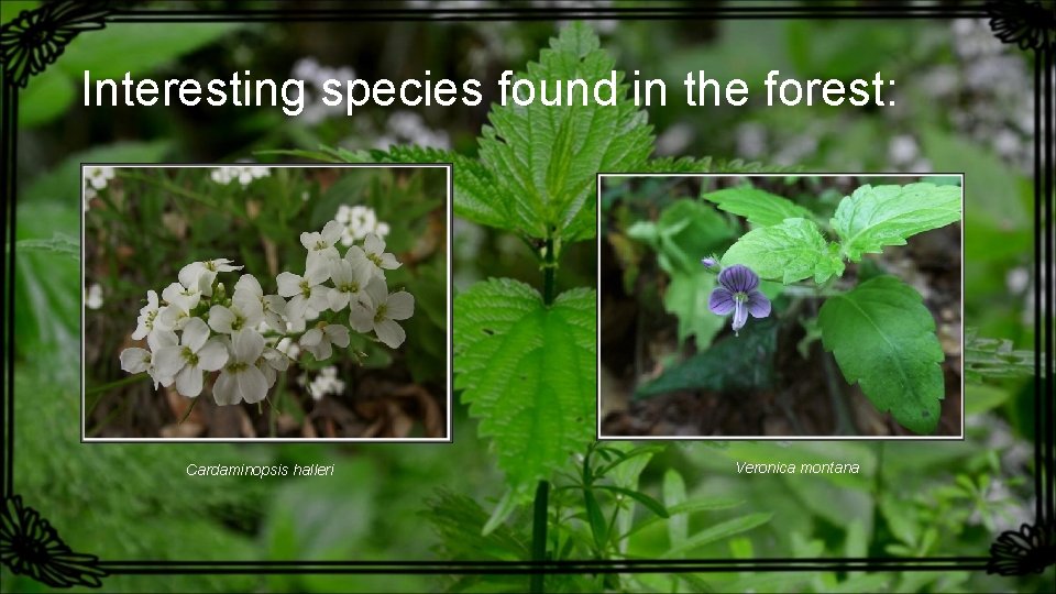 Interesting species found in the forest: Cardaminopsis halleri Veronica montana 