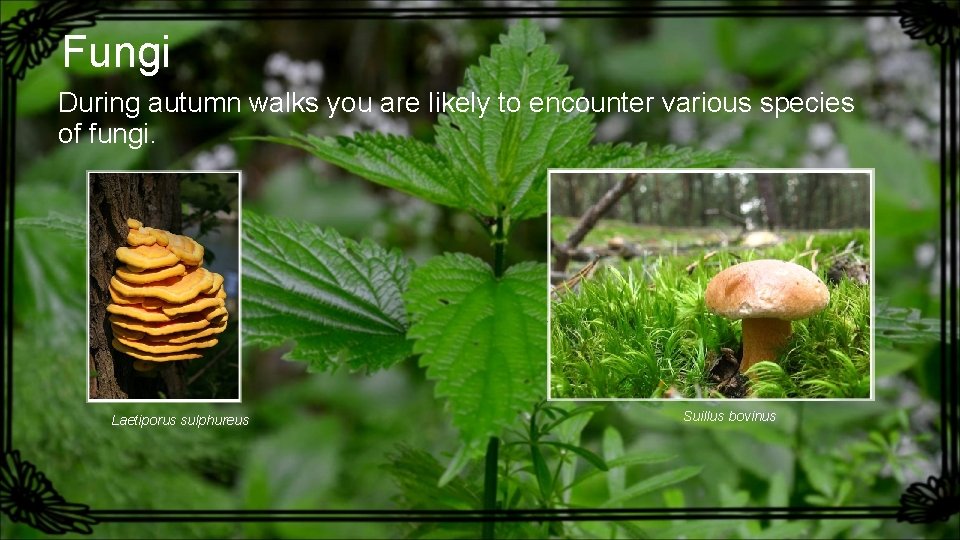 Fungi During autumn walks you are likely to encounter various species of fungi. Laetiporus