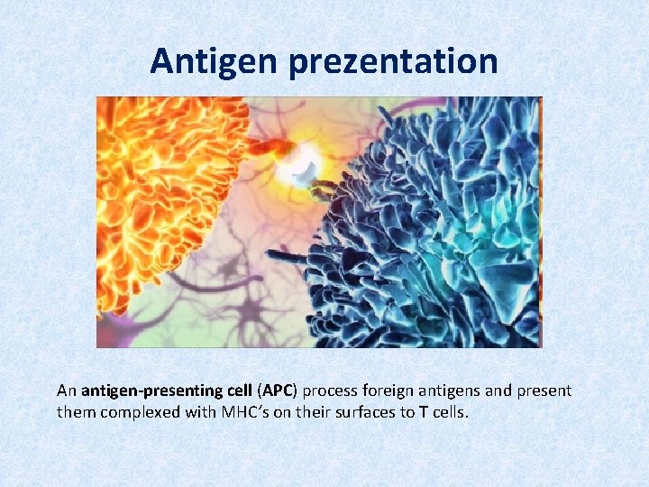 Antigen prezentation An antigen-presenting cell (APC) process foreign antigens and present them complexed with