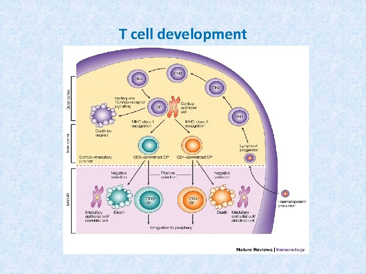 T cell development 