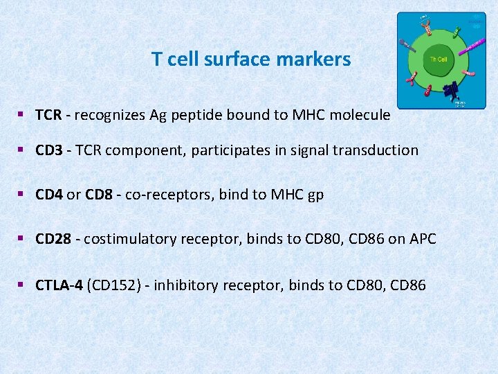 T cell surface markers § TCR - recognizes Ag peptide bound to MHC molecule