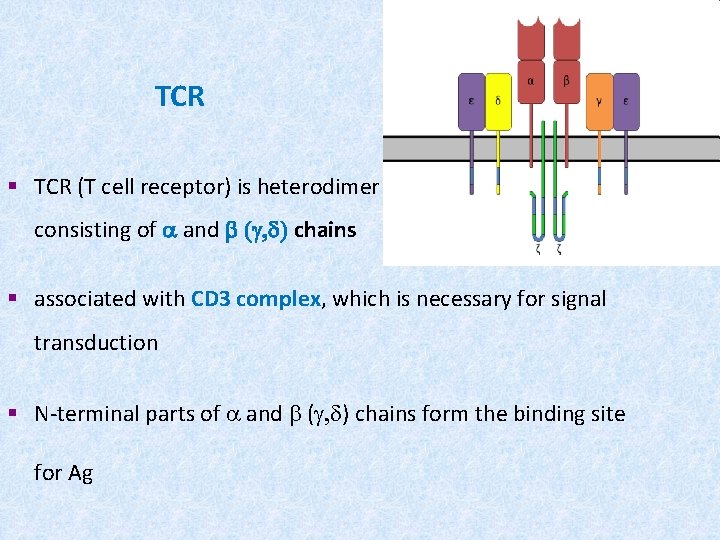 TCR § TCR (T cell receptor) is heterodimer consisting of a and b (g,