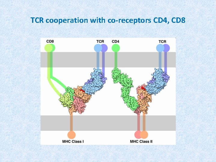 TCR cooperation with co-receptors CD 4, CD 8 