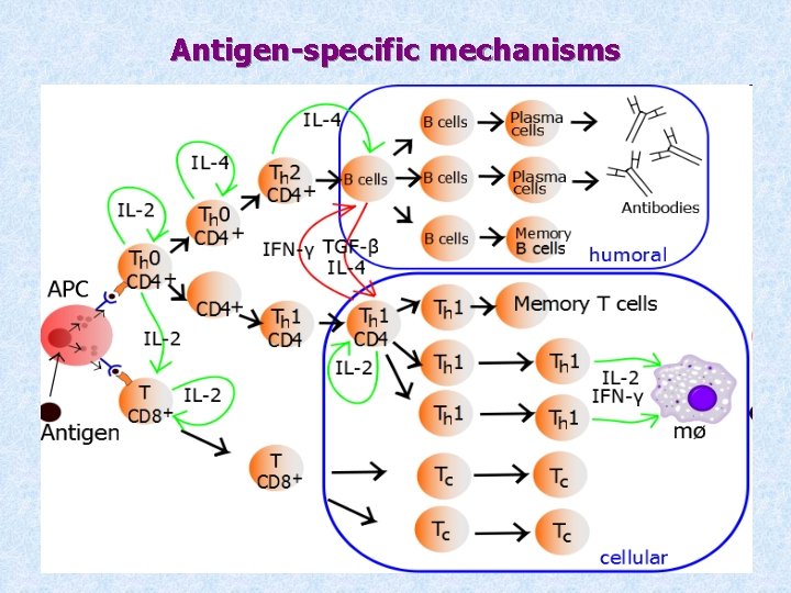 Antigen-specific mechanisms 