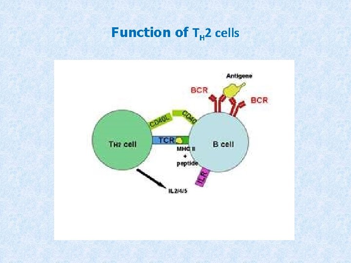 Function of TH 2 cells 