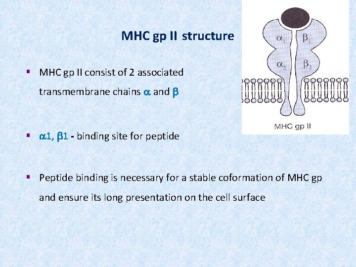 MHC gp II structure § MHC gp II consist of 2 associated transmembrane chains