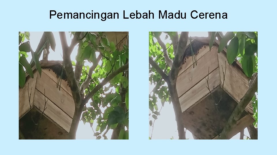 Pemancingan Lebah Madu Cerena 