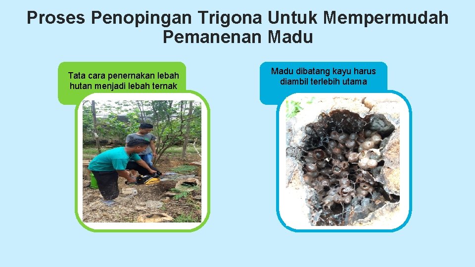 Proses Penopingan Trigona Untuk Mempermudah Pemanenan Madu Tata cara penernakan lebah hutan menjadi lebah