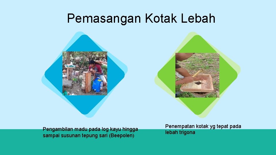 Pemasangan Kotak Lebah Pengambilan madu pada log kayu hingga sampai susunan tepung sari (Beepolen)