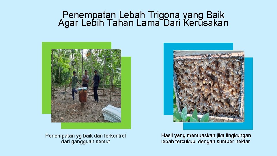 Penempatan Lebah Trigona yang Baik Agar Lebih Tahan Lama Dari Kerusakan Penempatan yg baik