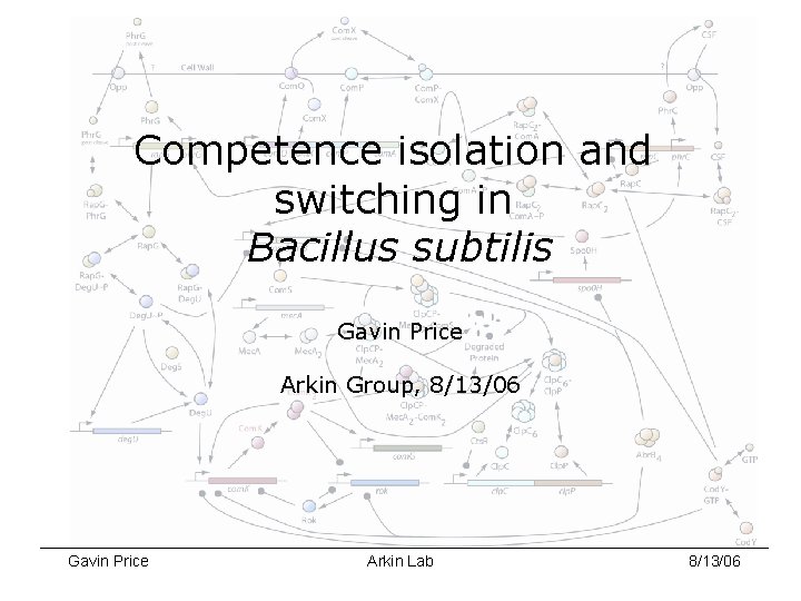 Competence isolation and switching in Bacillus subtilis Gavin Price Arkin Group, 8/13/06 Gavin Price